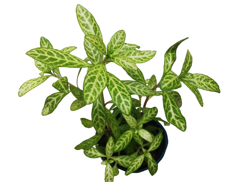 Preview: Indischer Sonnen-Wasserfreund - Hygrophila polysperma 'Sunset'